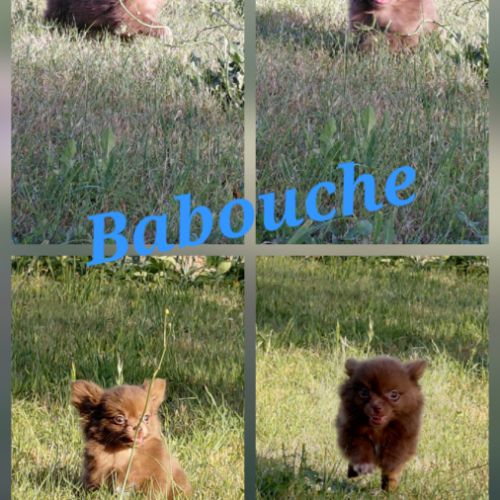 Chiots chihuahua #0