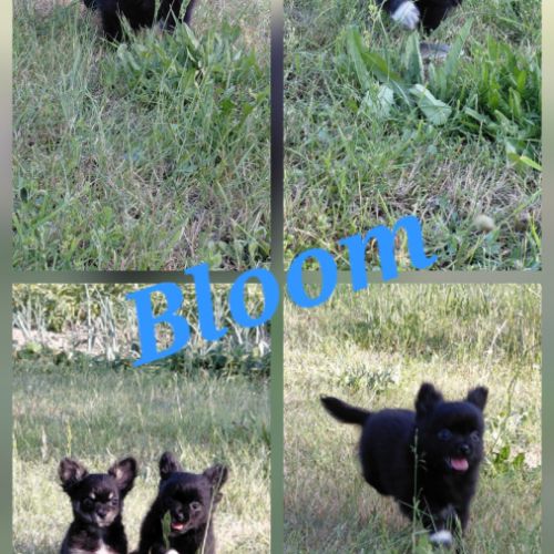 Chiots chihuahua #2