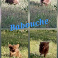 Chiots chihuahua