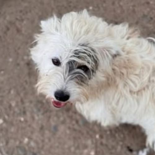 Oslo le bichon #1