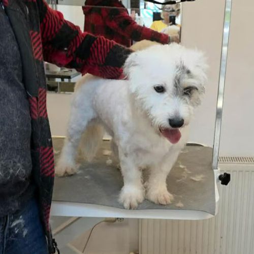 Oslo le bichon #2