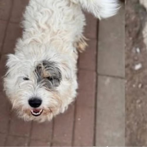 Oslo le bichon #4