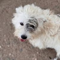 Oslo le bichon #1