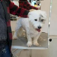 Oslo le bichon #2