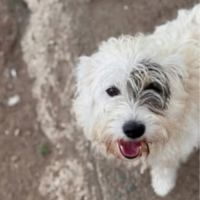 Oslo le bichon
