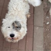 Oslo le bichon #4