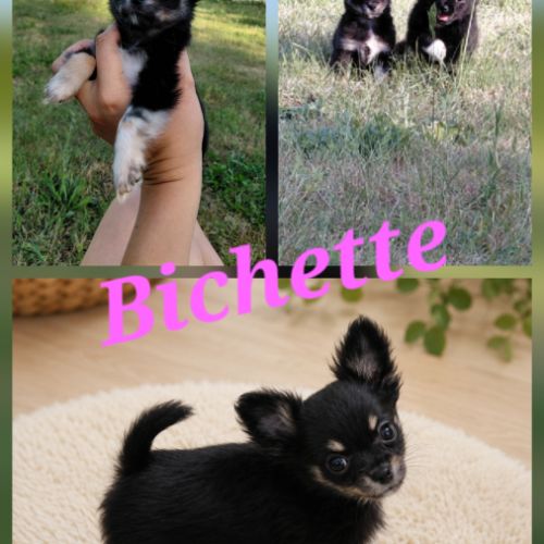 Chiots chihuahua femelle #0