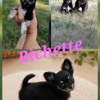 Chiots chihuahua femelle