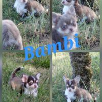 2 mâles chihuahua #2