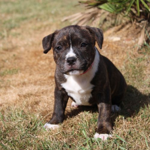 Chiot femelle staffie lof #1