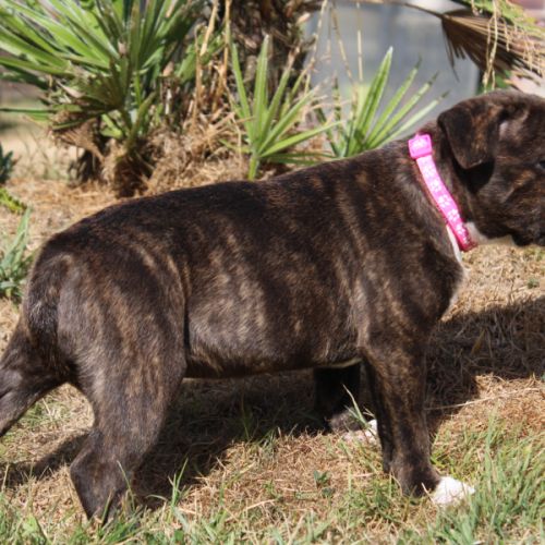 Chiot femelle staffie lof #2
