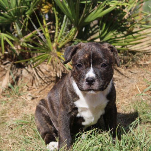 Chiot femelle staffie lof #0