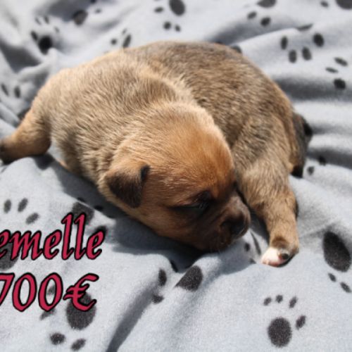 Chiots staffie lof #1