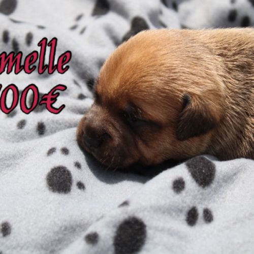 Chiots staffie lof #2