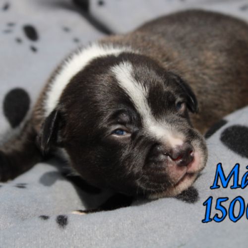 Chiots staffie lof #3