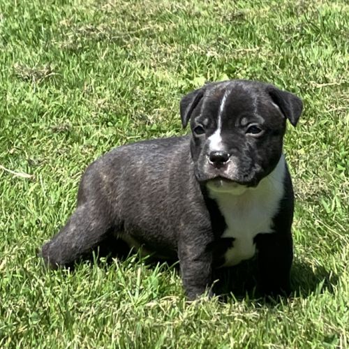 Chiots staffie lof
