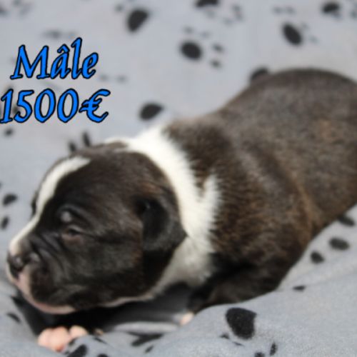 Chiots staffie lof #4