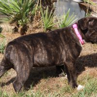 Chiot femelle staffie lof #2