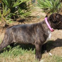 Chiot femelle staffie lof #4