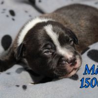 Chiots staffie lof #3