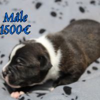 Chiots staffie lof #4