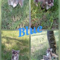 Chiot  chihuahua mâle