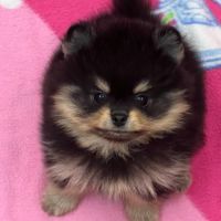 Chiots spitz nain adopté #1