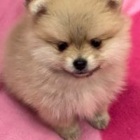 Chiots spitz nain adopté #0