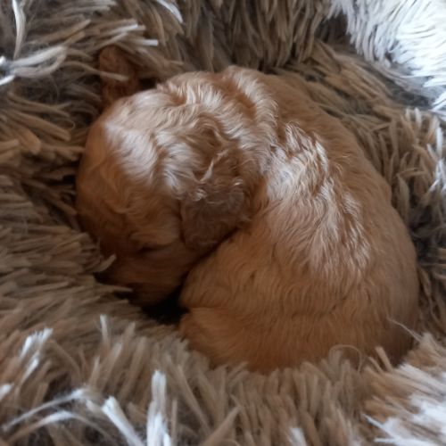 Caniche nain