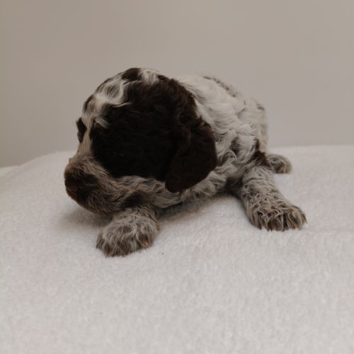 Chiots lagotto romagnolo