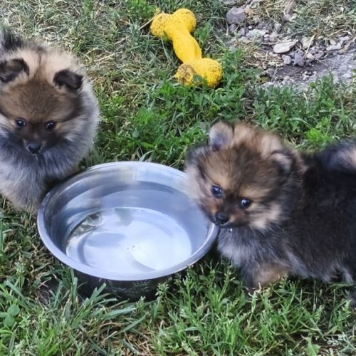 Chiots mâles spitz à réserver #5