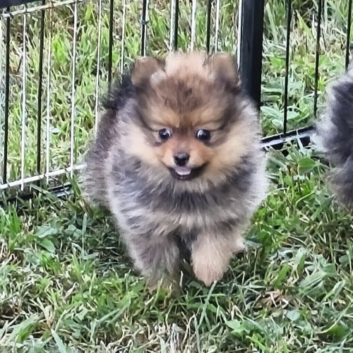 Chiots mâles spitz à réserver #8