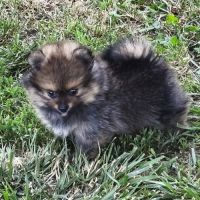 Chiots mâles spitz à réserver #4