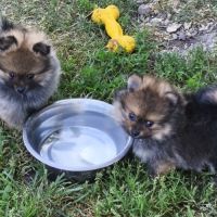 Chiots mâles spitz à réserver #5