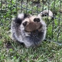 Chiots mâles spitz à réserver