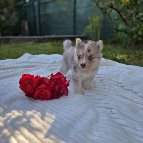 Chiots pomsky f3 #1