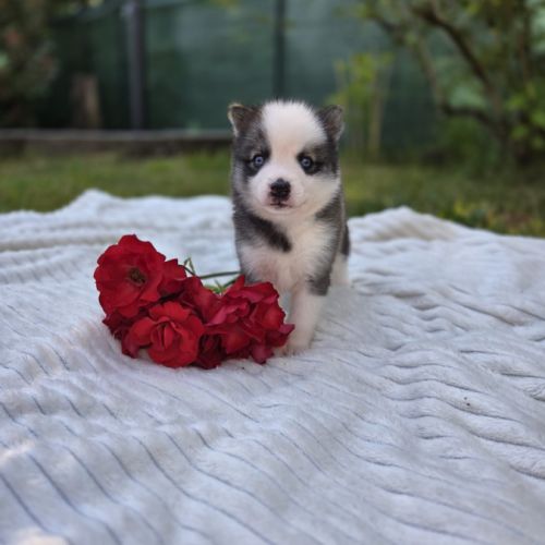 Chiots pomsky f3 #2