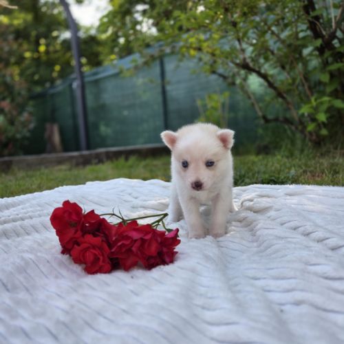 Chiots pomsky f3 #3