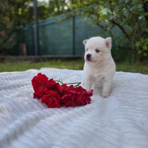 Chiots pomsky f3 #4