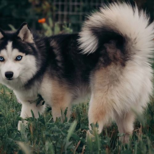 Chiots pomsky f3 #6