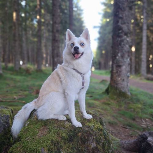 Chiots pomsky f3 #7