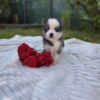 Chiots pomsky f3 #2