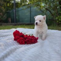 Chiots pomsky f3 #4