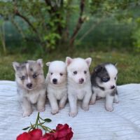 Chiots pomsky f3 #0