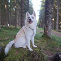 Chiots pomsky f3 #7