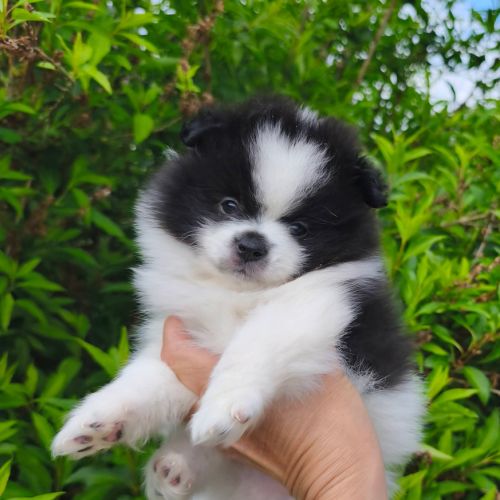 Chiot mâle spitz disponible de suite #4