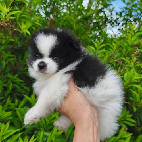 Chiot mâle spitz disponible de suite #8