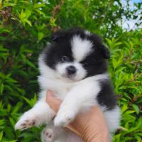 Chiot mâle spitz disponible de suite #4
