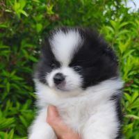 Chiot mâle spitz disponible de suite #5