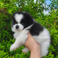 Chiot mâle spitz disponible de suite #8